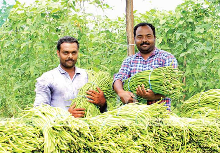 
                  ദിര്‍ഹം വിളയുന്ന അച്ചിങ്ങാ പയറുകള്‍; വയനാട്ടിലെ രണ്ട് കാര്‍ഷിക സംരംഭകരുടെ കഥ