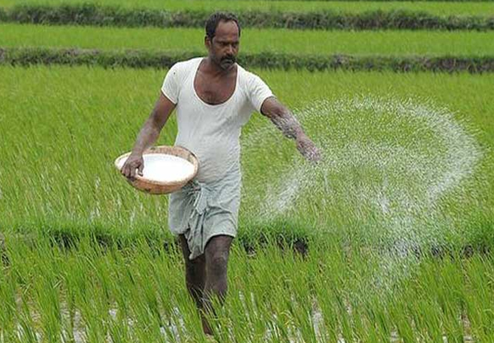 താങ്ങുവിലയ്ക്ക് വിള സംഭരിച്ച് കേന്ദ്രസര്‍ക്കാര്‍; ഇതുവരെ സംഭരിച്ചത് 98 ലക്ഷം ടണ്‍ നെല്ല്