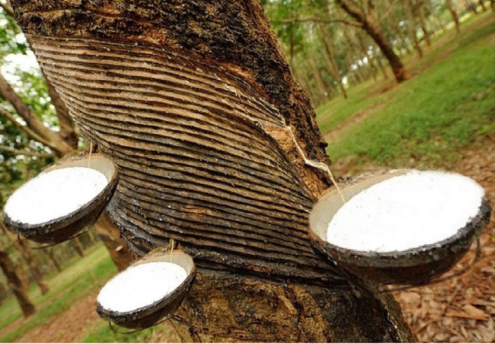 റബ്ബര്‍ കര്‍ഷകര്‍ക്ക് പ്രതീക്ഷ; ഡിമാന്റ് ഉയരും