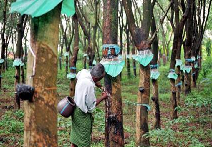 ഡിജിറ്റലായി റബര്‍ വ്യാപാരം;  ഓണ്‍ലൈന്‍ റബര്‍ മാര്‍ക്കറ്റ് ഫെബ്രുവരിയോടെ യാഥാര്‍ത്ഥ്യമാകും