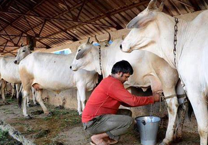 
                  പാലുല്പാദന മേഖലയ്ക്ക് ആശ്വാസം പകർന്ന് മഹാരാഷ്ട്ര സർക്കാർ; ലിറ്ററിന് 25 രൂപ നിരക്കിൽ പ്രതിദിനം 10 ലക്ഷം ലിറ്റർ പാൽ സർക്കാർ സമാഹരിക്കും; ലോക്ക്ഡൗൺ തളർത്തിയ കർഷകർക്ക് പിന്തുണ