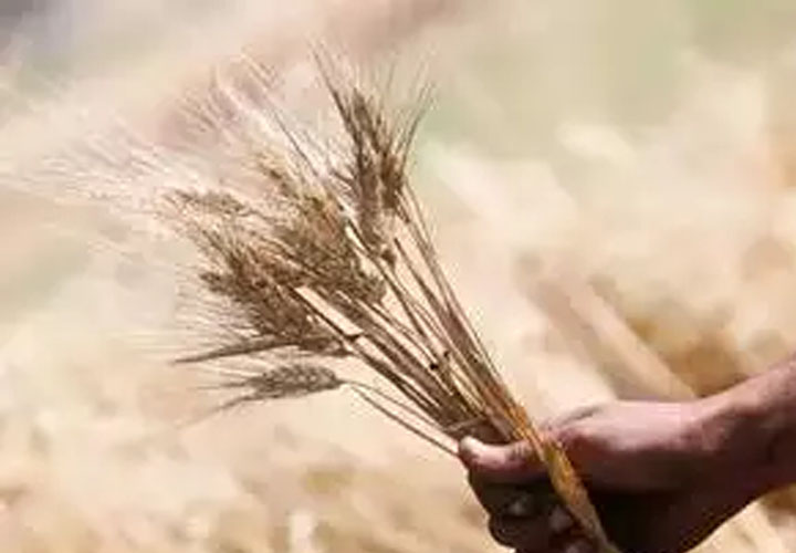 ഭക്ഷ്യ സബ്‌സിഡി കേന്ദ്രസര്‍ക്കാര്‍ വര്‍ധിപ്പിക്കുമെന്ന് റിപ്പോര്‍ട്ട്