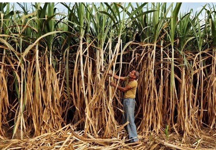 ഇന്ത്യയുടെ പഞ്ചസാര കയറ്റുമതിക്കുള്ള സബ്‌സിഡി പരിശോധിക്കാന്‍ ഡബ്ല്യുടിഒയുടെ പ്രത്യേക സമിതി: ഓസ്‌ട്രേലിയ, ബ്രസീല്‍ എന്നീ രാഷ്ട്രങ്ങളുടെ പരാതി ഇന്ത്യക്ക് തിരിച്ചടിയാകുമോ?